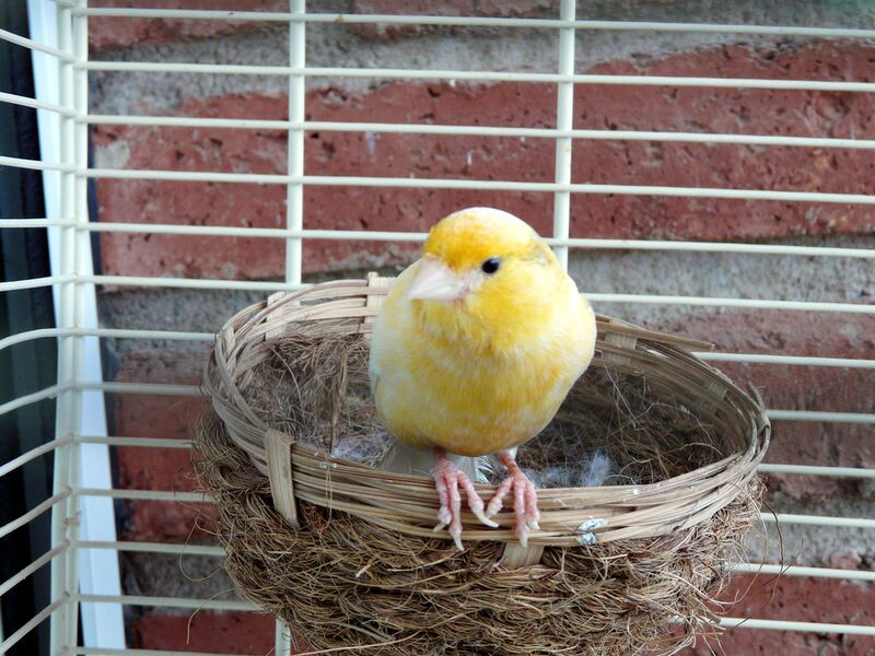 Datei:Kanarienvogel Männchen.jpg