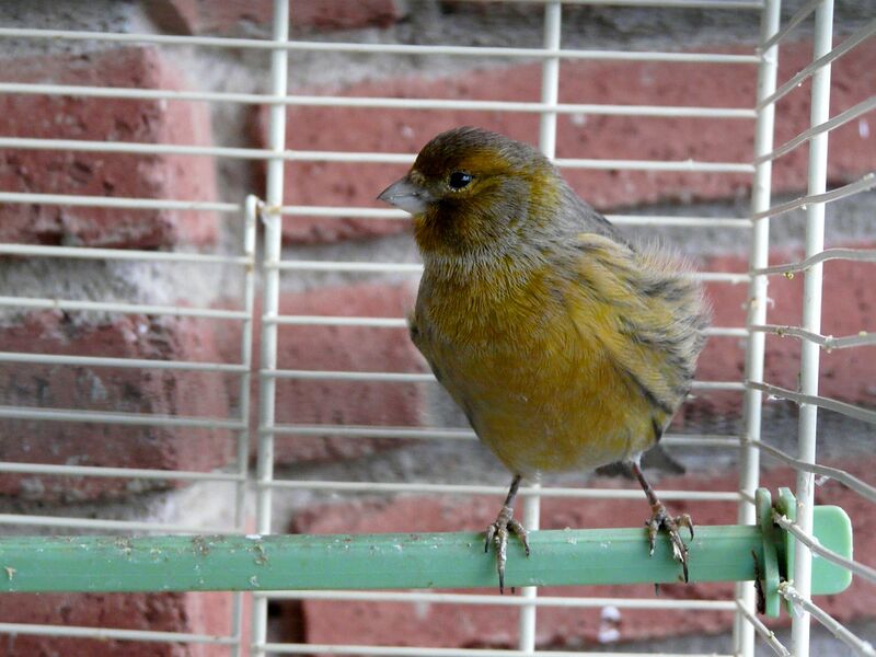 Datei:Kanarienvogel Weibchen.jpg