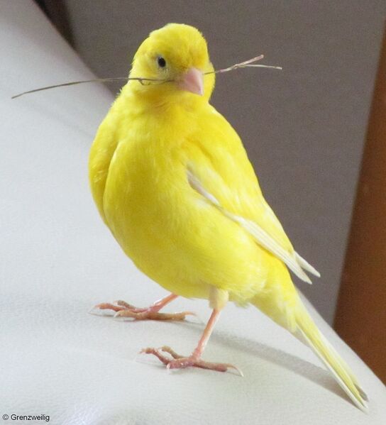 Datei:Kanarienvogel Zweig.jpg