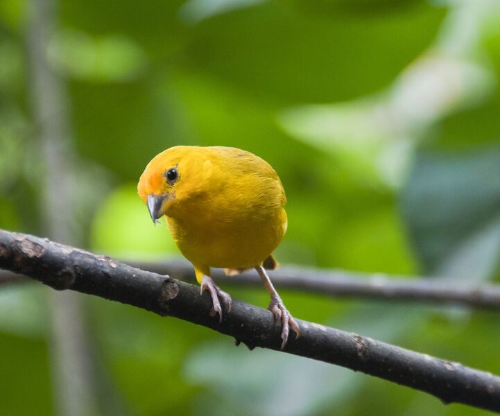 Datei:Kanarienvogel orange.jpg