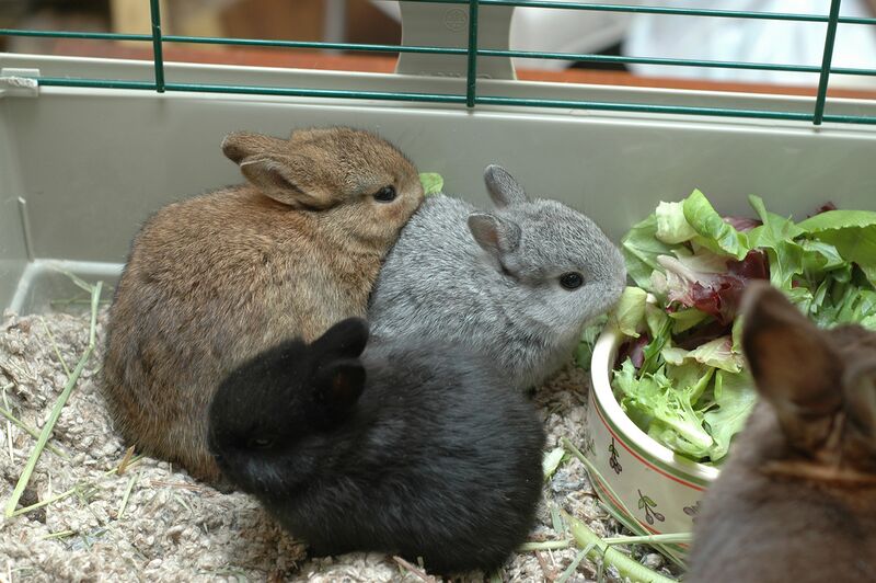 Datei:Kaninchenbabys fressen.jpg