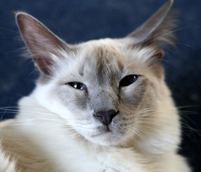 Datei:Katze Balinese.jpg