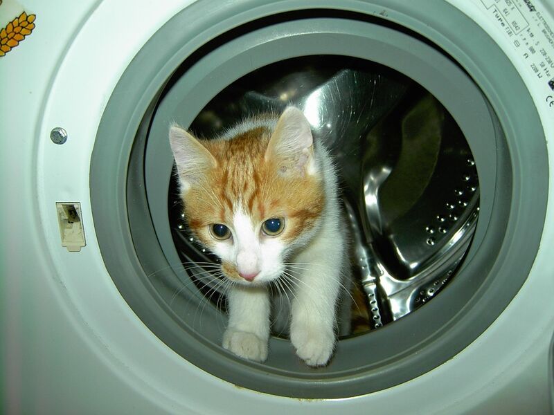 Datei:Katze in Waschmaschine.jpg