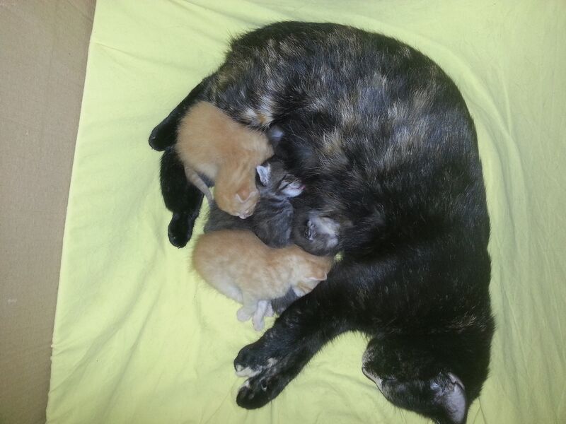 Datei:Katze mit Nachwuchs.jpg