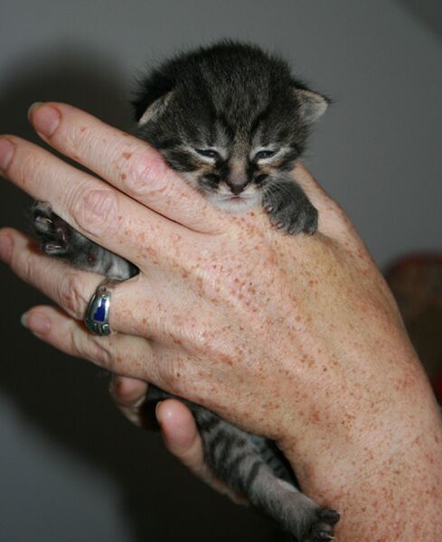 Datei:Katzenbaby grau.jpg