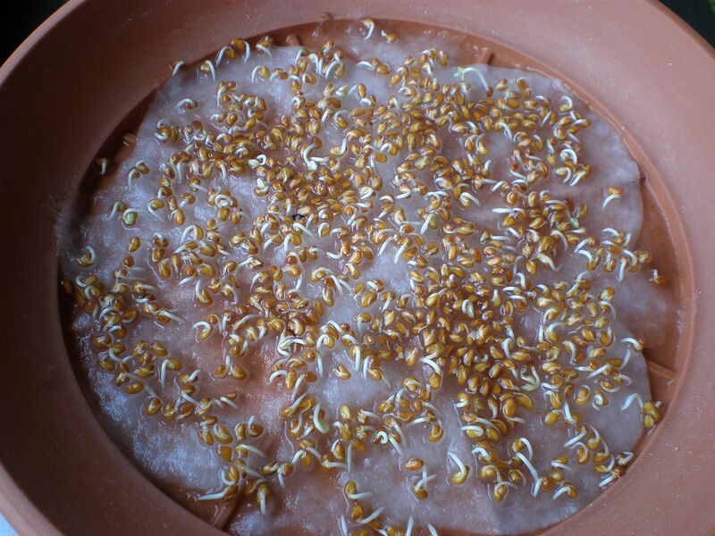 Datei:Kresseanbau 3.jpg