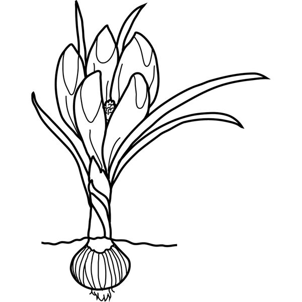 Datei:Krokus Zeichnung.jpg