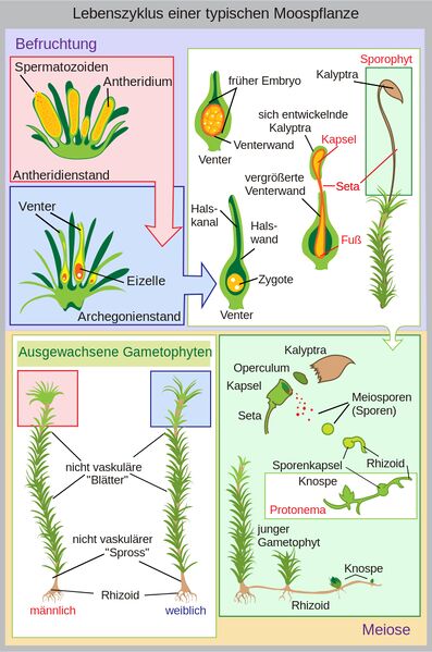 Datei:Lebenszyklus Laubmoos.jpg