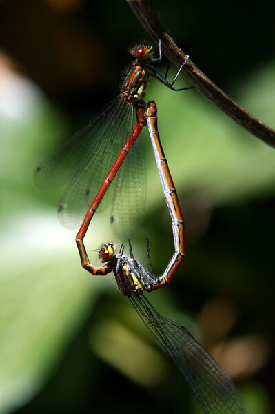Datei:Libellen Paarung.jpg