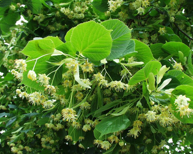 Datei:Lindenblüte.jpg