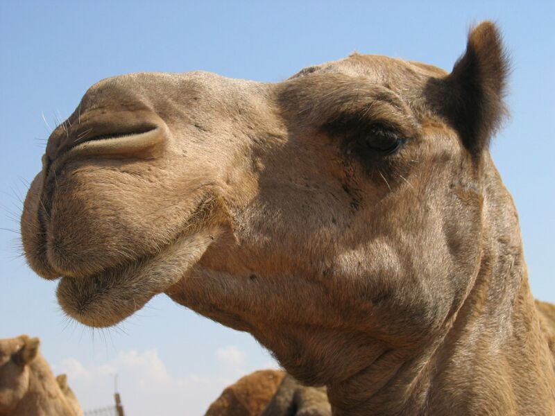 Datei:Lustiges Kamel.jpg