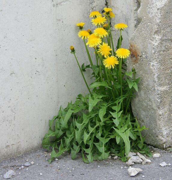 Datei:Löwenzahn Mauer.jpg