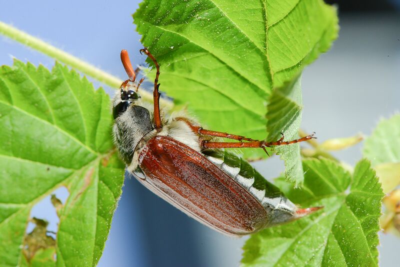Datei:Maikäfer beim Fressen.jpg