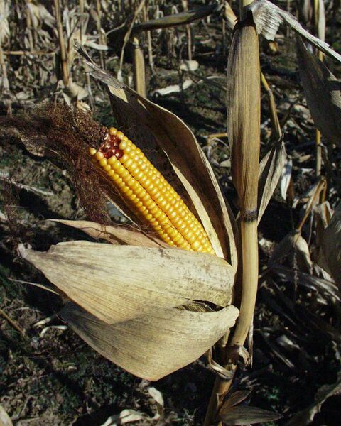 Datei:Mais.jpg