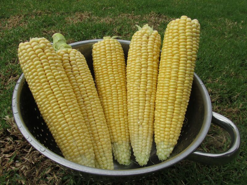 Datei:Maiskolben gelb.jpg