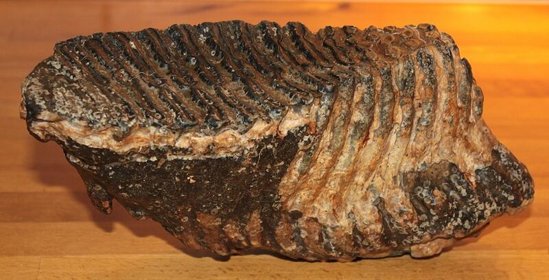 Datei:Mammut Backenzahn.jpg