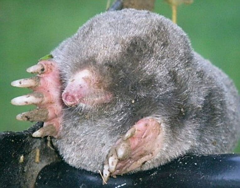 Datei:Maulwurf Vorderbeine.jpg