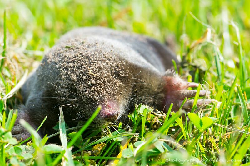 Datei:Maulwurf im Gras.jpg