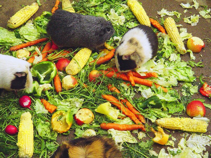 Datei:Meerschweinchen Futter.jpg