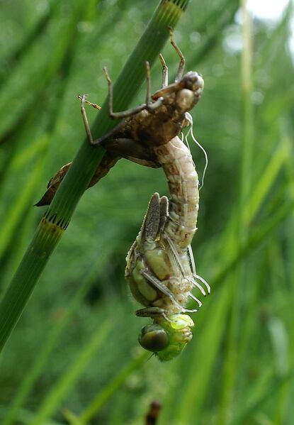 Datei:Mosaikjungfer schlüpfen.jpg