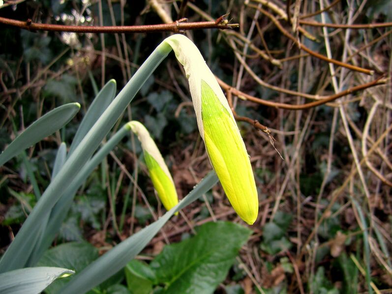 Datei:Märzenbecher Knospen.jpg