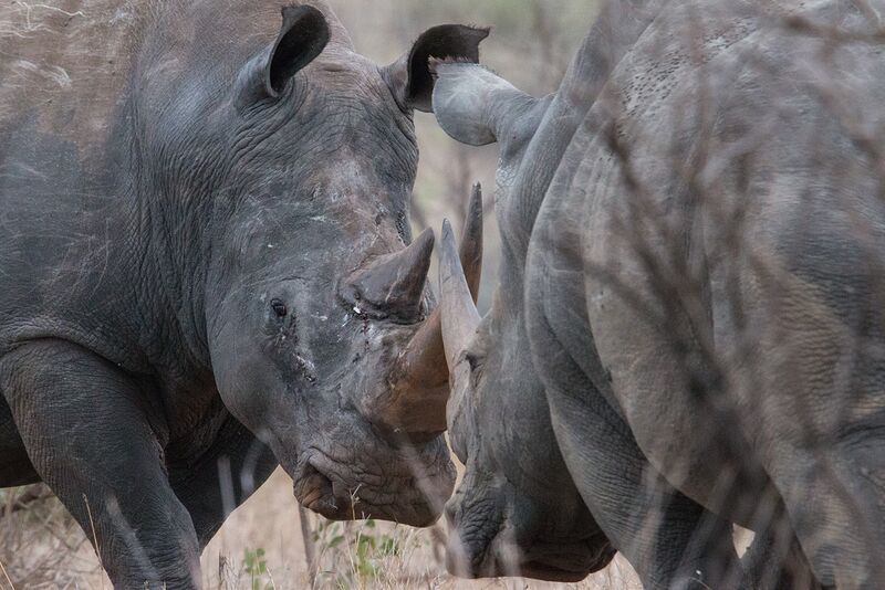Datei:Nashörner beim Kräfte messen.jpg
