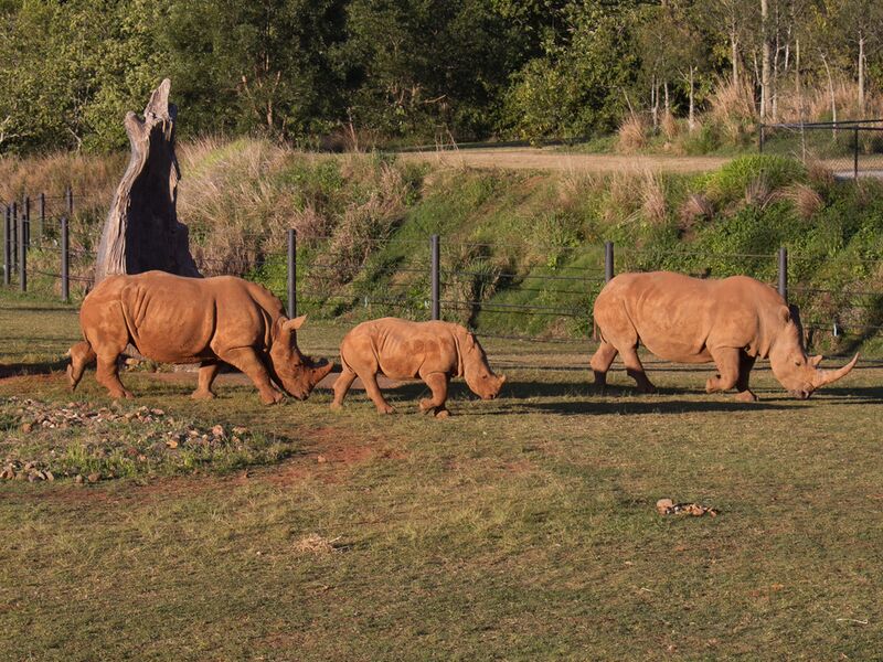 Datei:Nashorn Familie.jpg