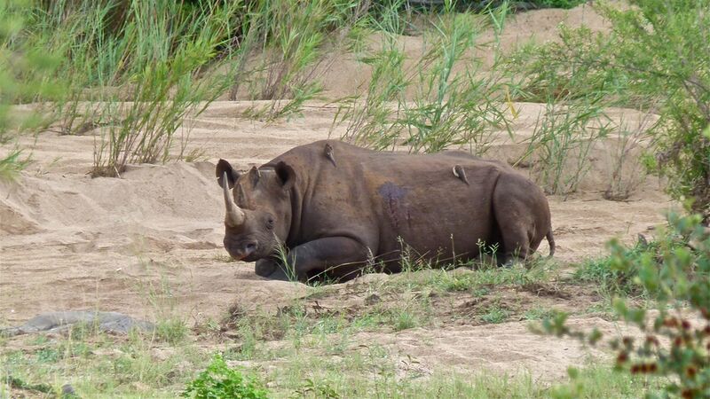 Datei:Nashorn mit Madenhacker.jpg