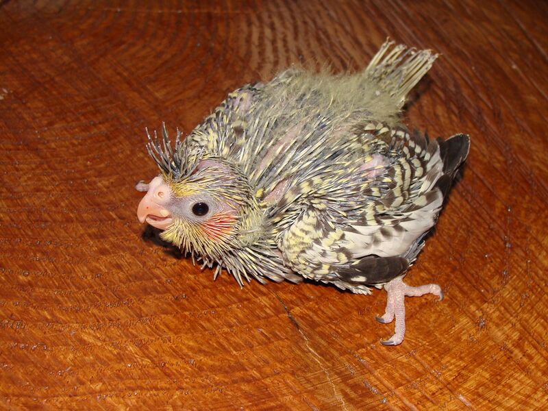 Datei:Nymphensittich 20 Tage.jpg