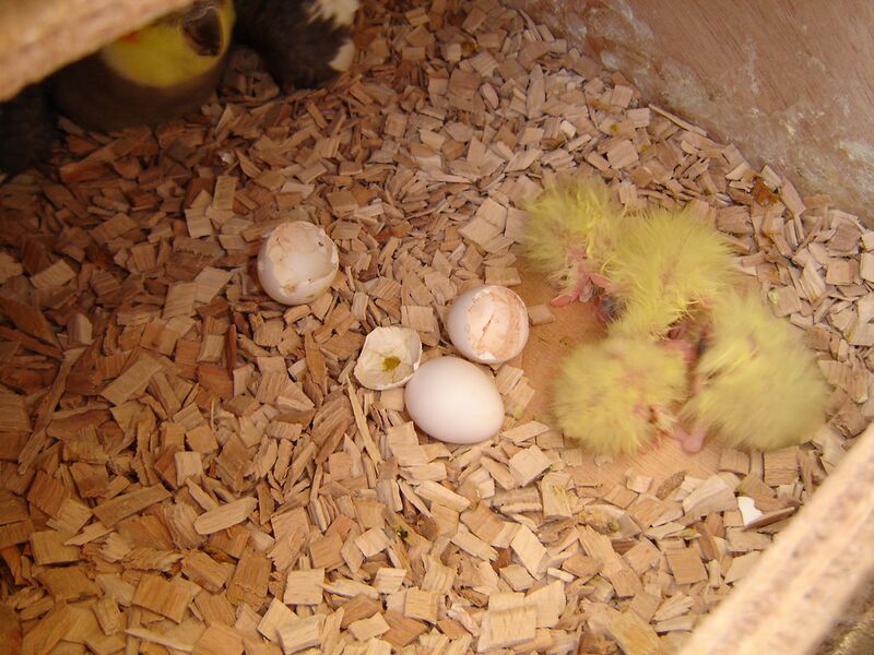 Datei:Nymphensittich 2 Tage.jpg