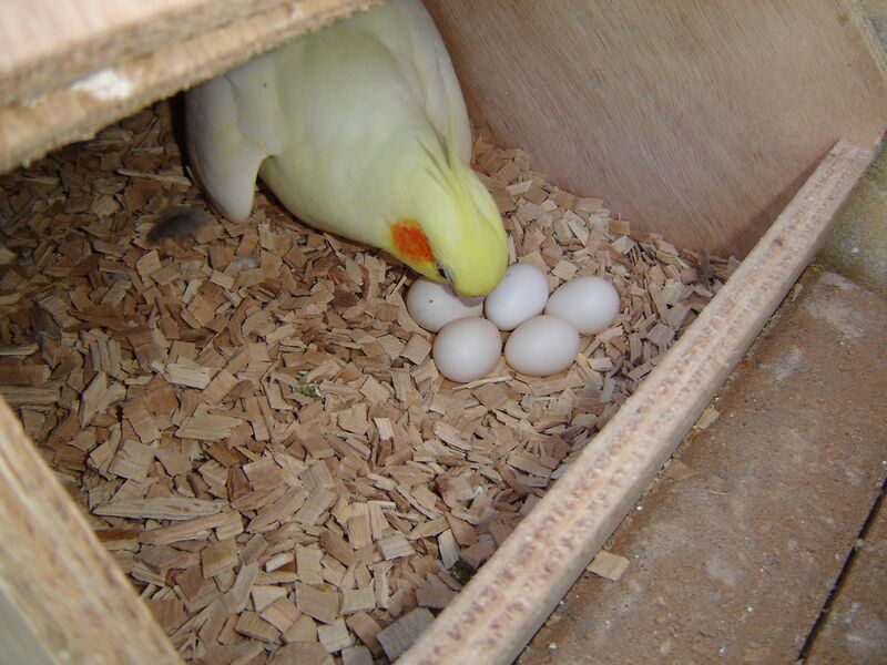 Datei:Nymphensittich Gelege.jpg