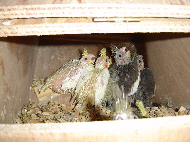 Datei:Nymphensittiche 25 Tage.jpg