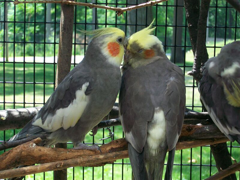 Datei:Nymphensittiche Freivoliere.jpg