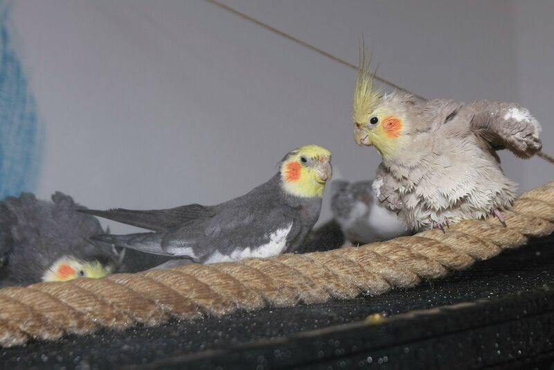 Datei:Nymphensittiche Schwarm.jpg