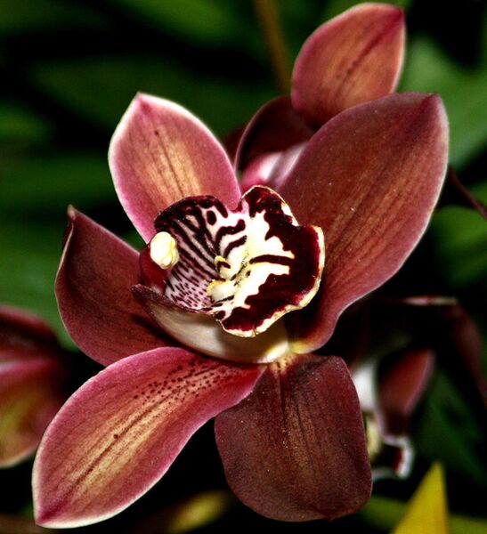 Datei:Orchideenblüte rötlich.jpg