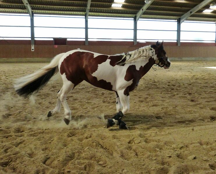 Datei:Paint Horse.jpg