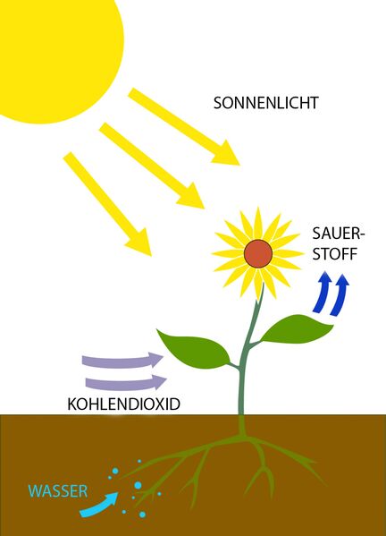 Datei:Photosynthese.jpg