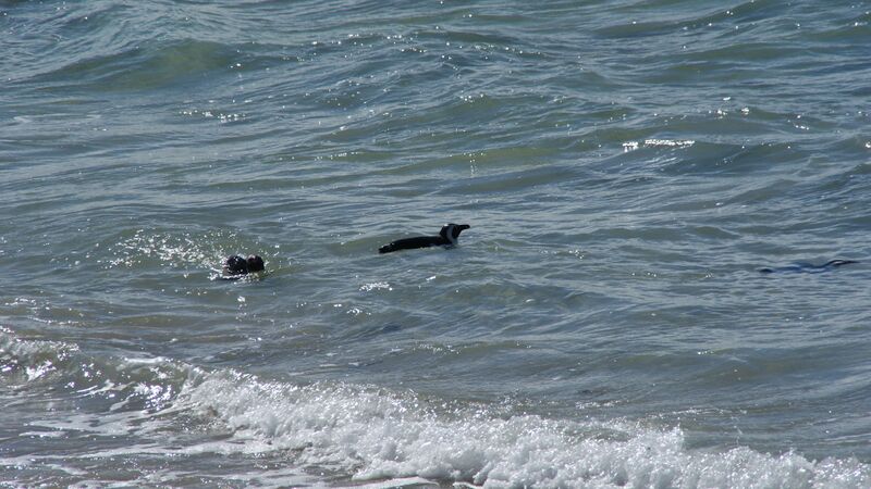 Datei:Pinguine schwimmend.JPG