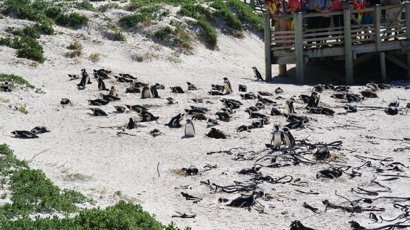 Datei:Pinguinkolonie 2.JPG