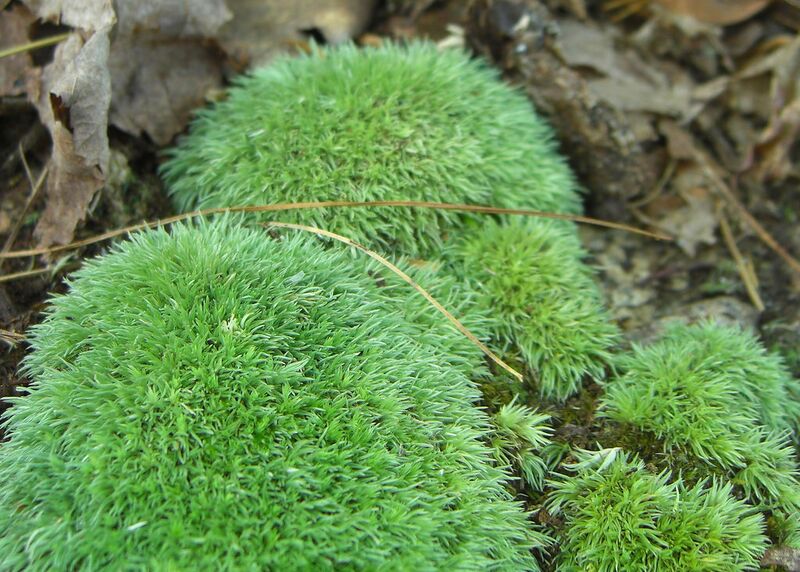 Datei:Polstermoose.jpg