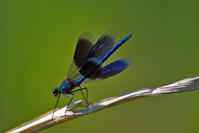 Datei:Prachtlibelle gebändert.jpg