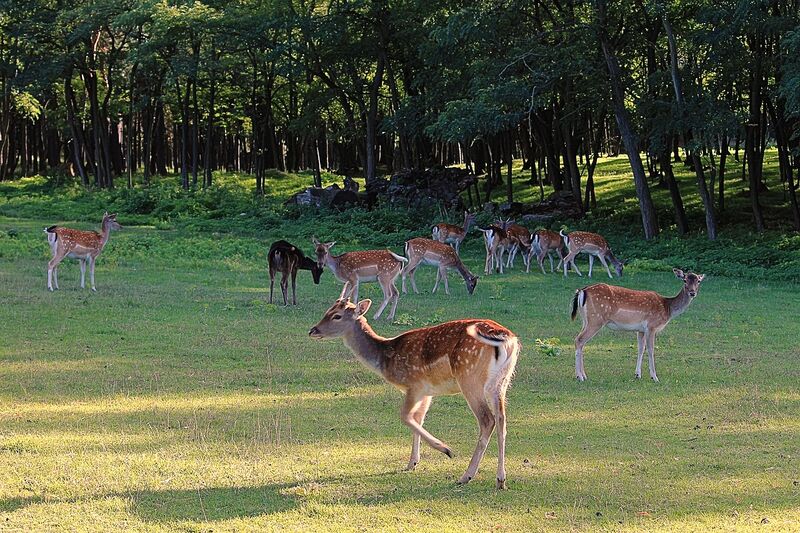 Datei:Rehe am Waldrand.jpg
