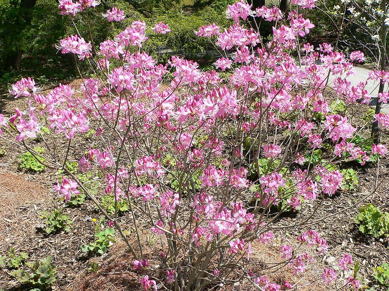 Datei:Rhododendron.jpg