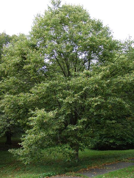 Datei:Sagen Linde.jpg