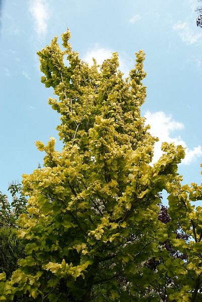 Datei:Schöne Ulme.jpg