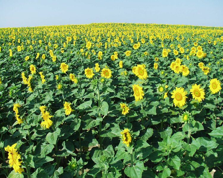 Datei:Sonnenblumenfeld1.jpg