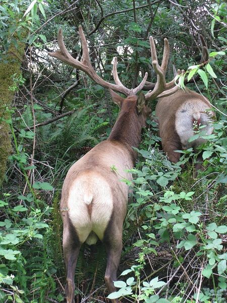 Datei:Spiegel Rothirsch.jpg