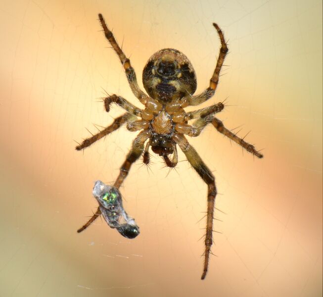 Datei:Spinne lauert Beute auf.jpg
