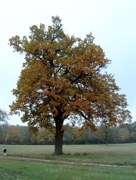 Datei:Stolze Eiche.jpg
