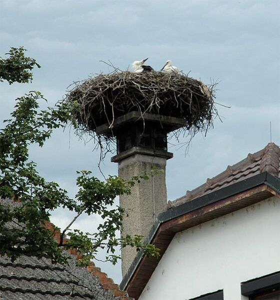 Datei:Storchennest.jpg
